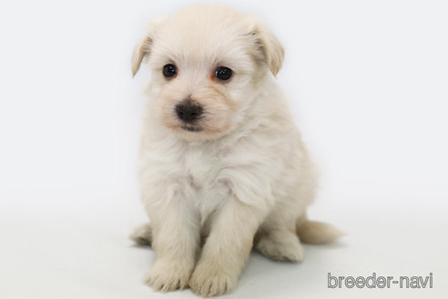 成約済の神奈川県のミックス犬-301724の1枚目